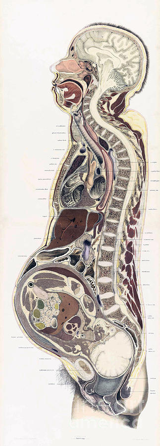 Topographisch-anatomischer, Braune, 1872 #14 Photograph by Science Source