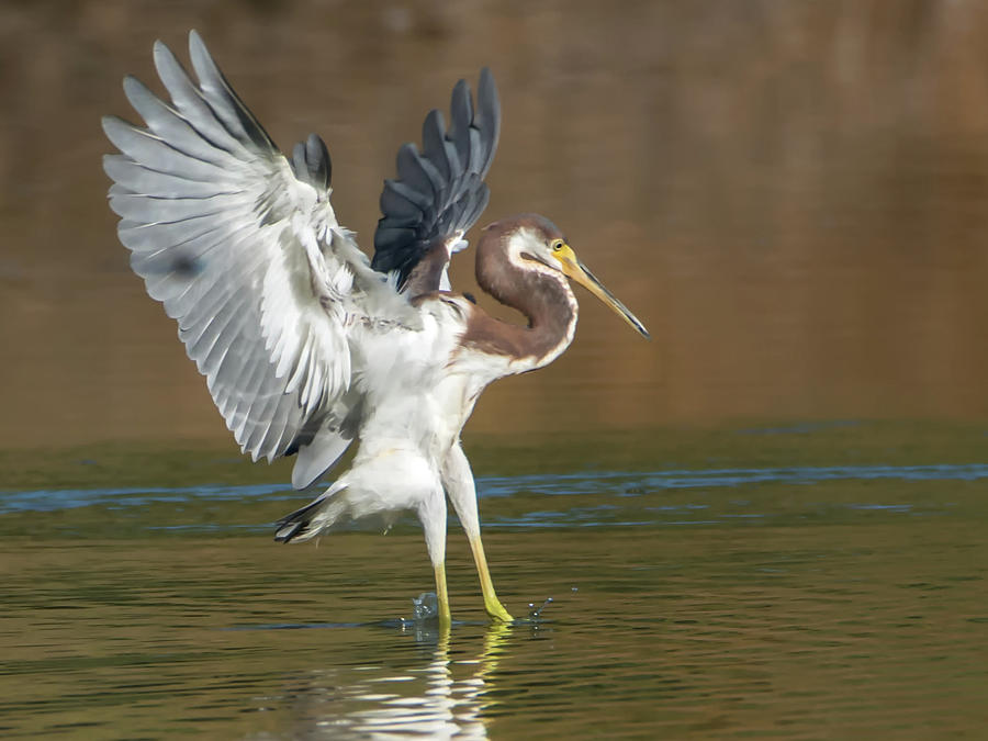 Tricolored Heron #14 Photograph by Tam Ryan