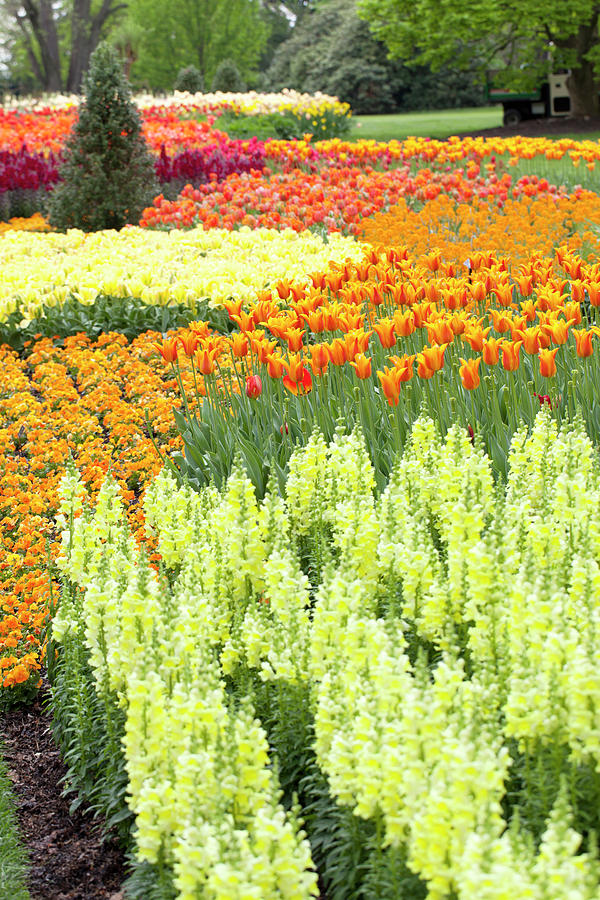Tulip Garden #14 Photograph by Anthony Totah