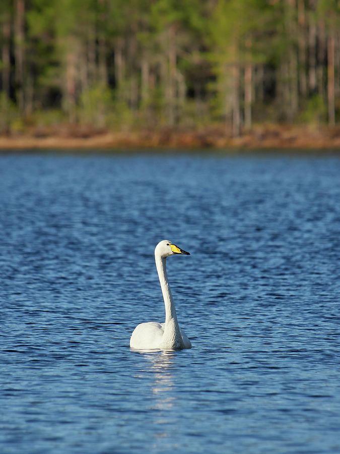 Whooper Swans #14 Photograph by Jouko Lehto