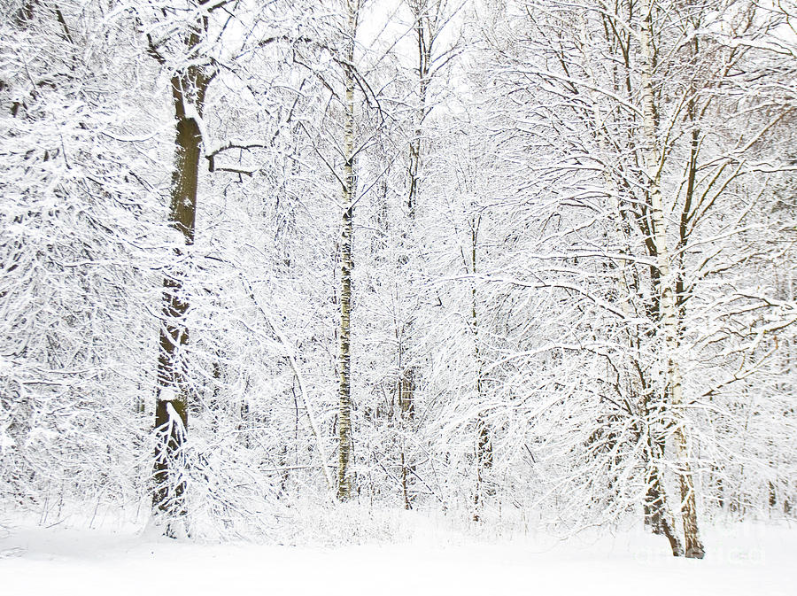 Winter forest #16 Photograph by Irina Afonskaya