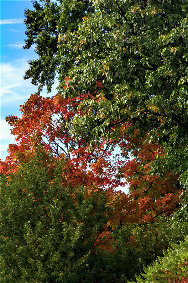 Fall Foliage #141 Photograph by Robert Ullmann