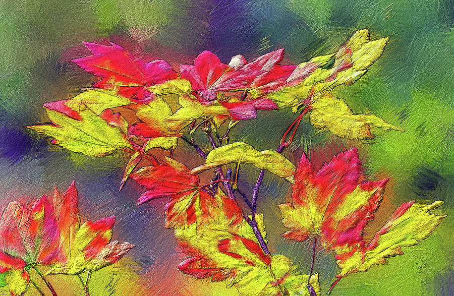Vine Maple Color Digital Art by Bill Johnson