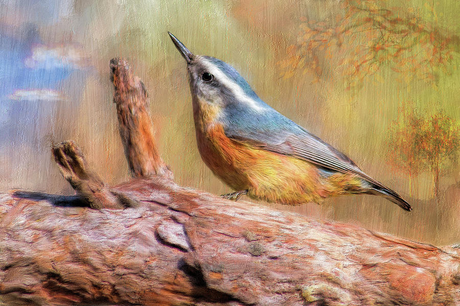 Red Breasted Nuthatch Digital Art by Bill Johnson