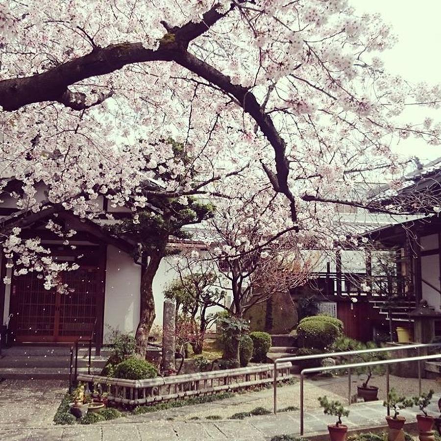 Cherryblossom Photograph - Instagram Photo #141459919282 by D H