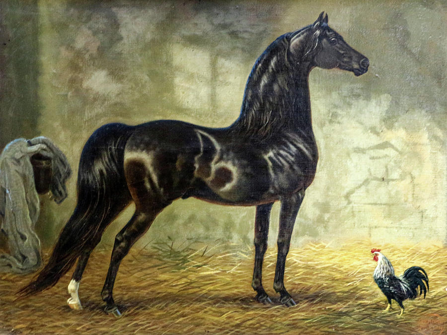 Morgan Horse Painting - #142 - Elm Hill Charter Oak #142 by Jeanne Mellin Herrick