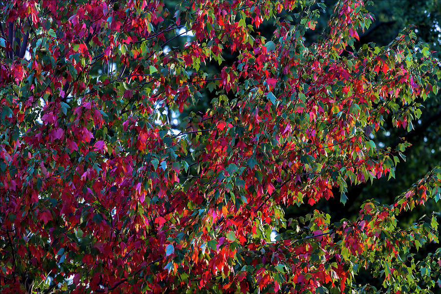 Fall Foliage #142 Photograph by Robert Ullmann