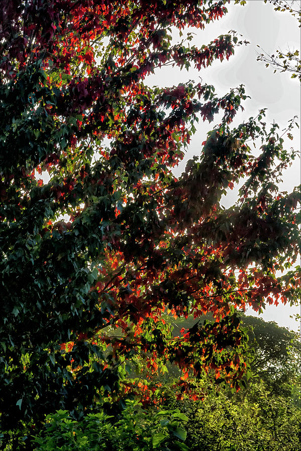 Fall Foliage #143 Photograph by Robert Ullmann