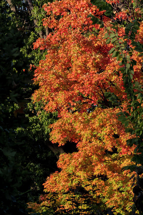 Fall Foliage #144 Photograph by Robert Ullmann