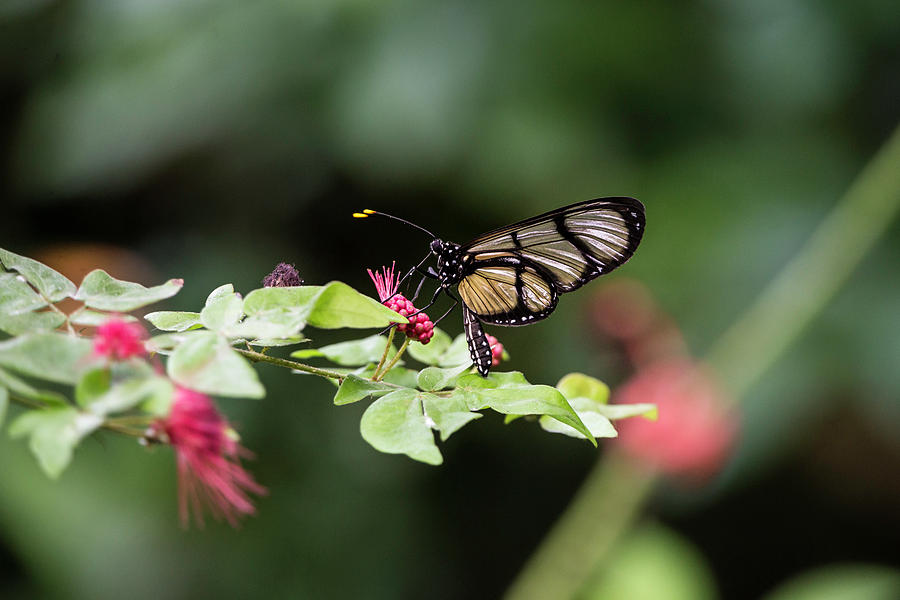 Butterfly Photograph - 1444 by Teresa Blanton