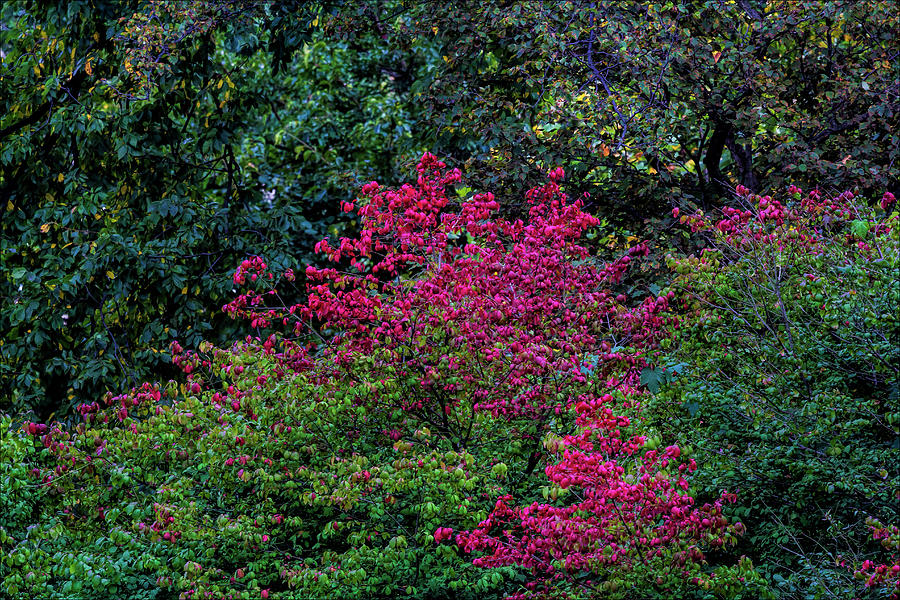 Fall Foliage #145 Photograph by Robert Ullmann