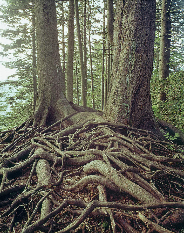 145920 Tree Roots GSMNP Photograph by Ed Cooper Photography
