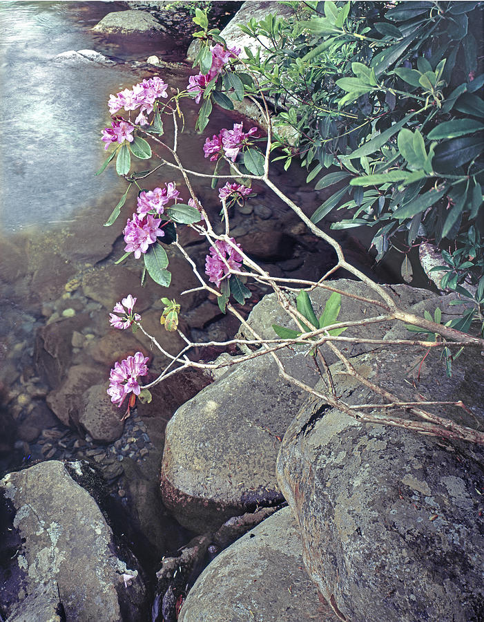 145924 Rhododendron at West Prong River Photograph by Ed Cooper Photography