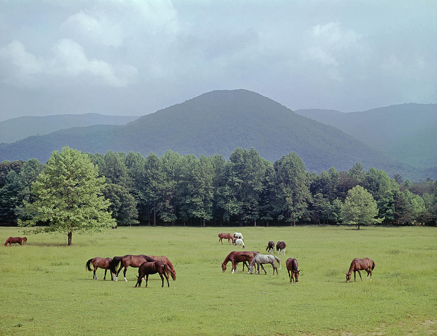 145933 Horses in Pasture GSMNP Photograph by Ed Cooper Photography