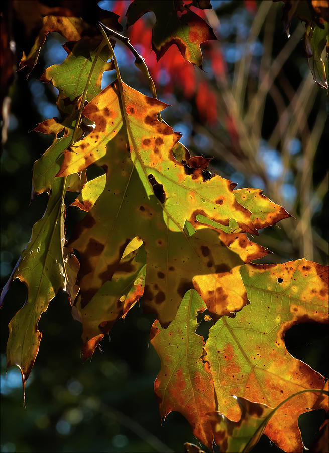 Fall Foliage #146 Photograph by Robert Ullmann