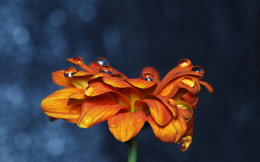 Lily Digital Art - Flower #146 by Super Lovely