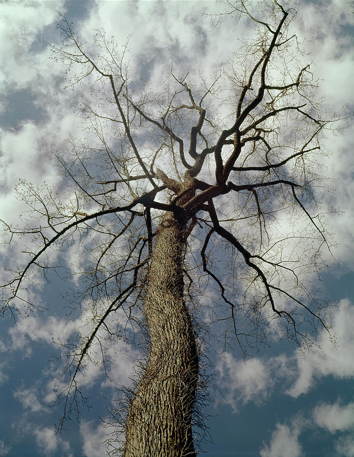 146107 Tree and Clouds Photograph by Ed Cooper Photography