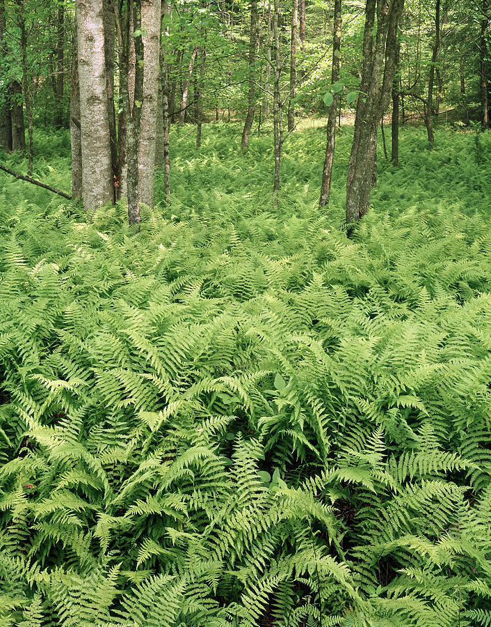 146112 Ferns in Pisgah Nat Forest V Photograph by Ed Cooper Photography