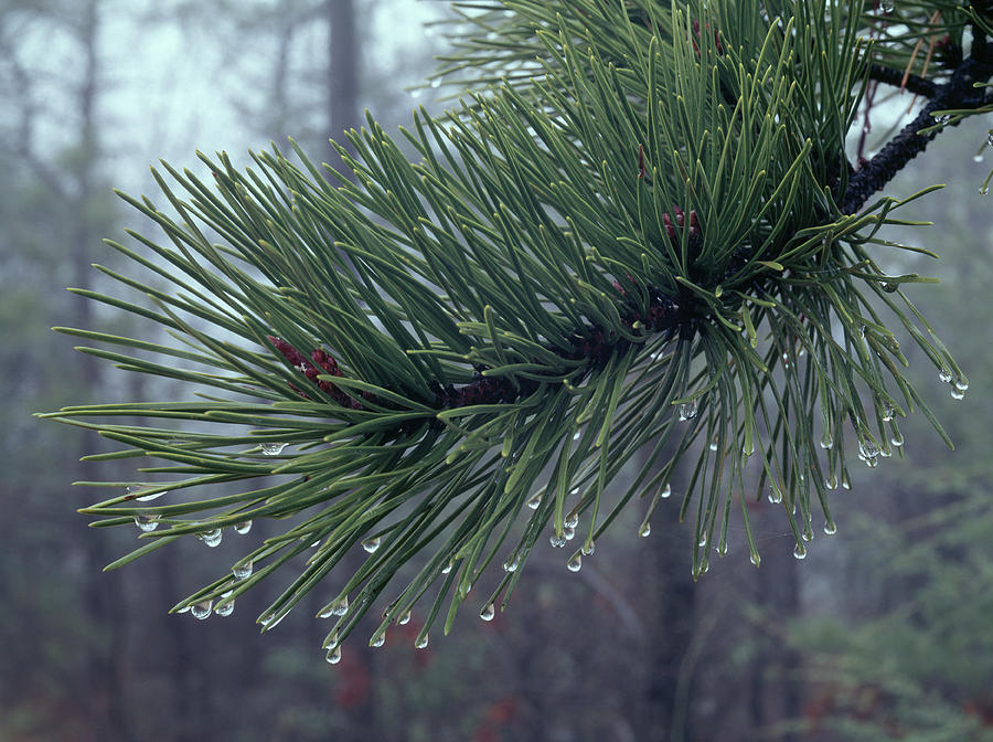 146206 Dew Drops On Pine Needles Photograph