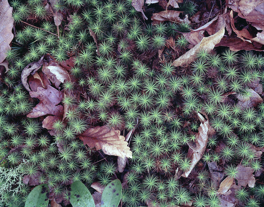 146208 Moss on Forest Floor Photograph by Ed Cooper Photography