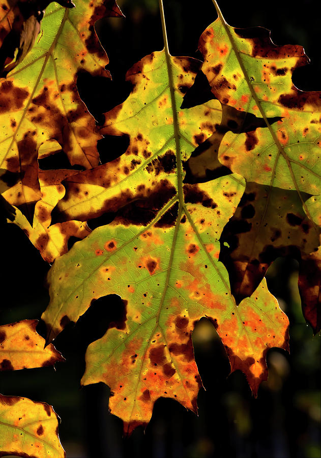 Fall Foliage #147 Photograph by Robert Ullmann