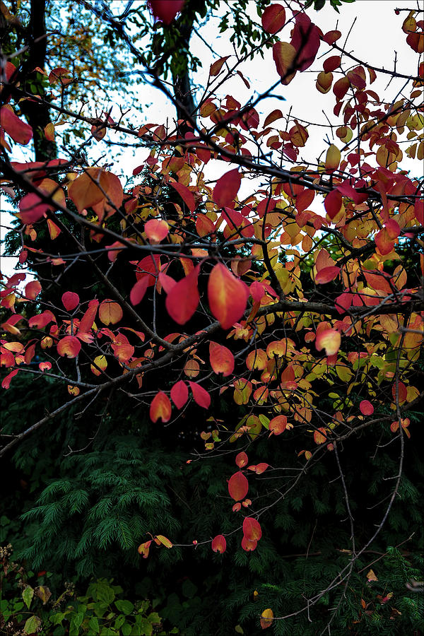Fall Foliage #148 Photograph by Robert Ullmann