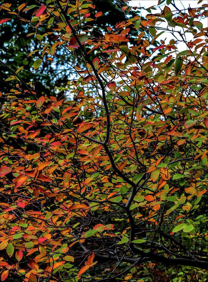 Fall Foliage #149 Photograph by Robert Ullmann
