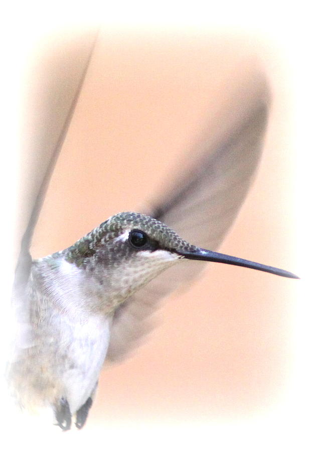 1492-003 -  Ruby-throated Hummingbird Photograph