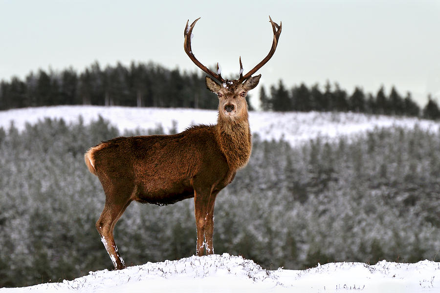  Red Deer Stag #15 Photograph by Gavin Macrae