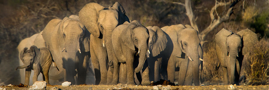 Nature Photograph - African Elephants Loxodonta Africana #15 by Panoramic Images