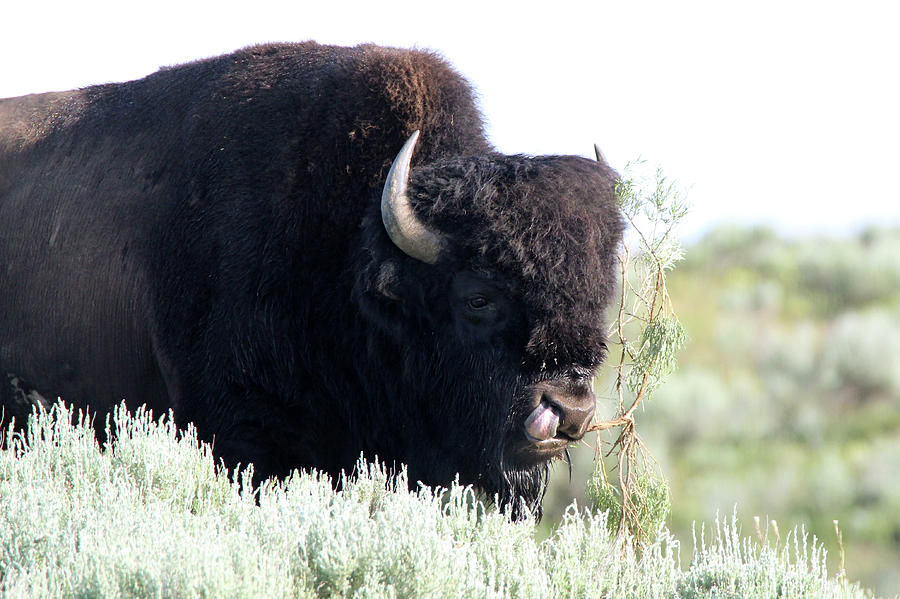 American Bison Yellowstone USA #15 Photograph by Bob Savage