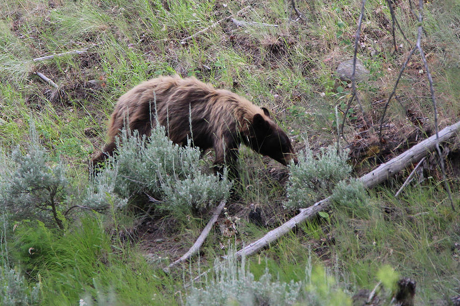 American Black Bear Yellowstone USA #15 Photograph by Bob Savage