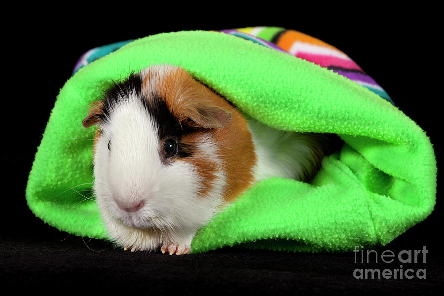 American Guinea Pigs - Cavia porcellus #15 Photograph by Anthony Totah