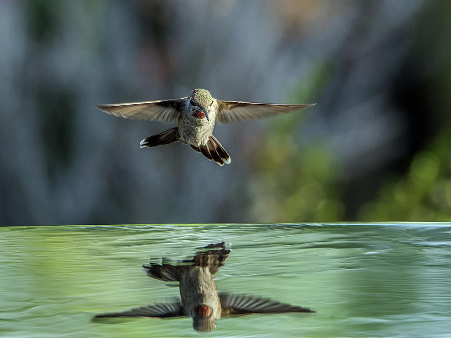 Annas Hummingbird #16 Photograph by Tam Ryan