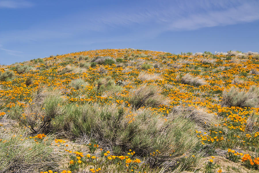 Antelope Valley Poppy Reserve #15 Photograph by Beth Taylor