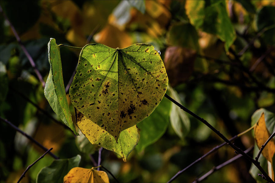 Autumn Leaves #15 Photograph by Robert Ullmann