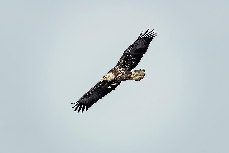Bald Eagle #15 Photograph by Peter Lakomy