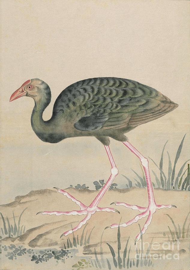 Birds of Japan in the 19th century #15 Painting by Celestial Images