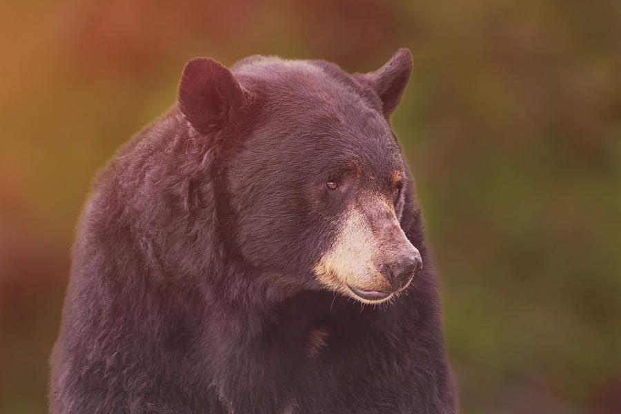 Black Bear  #15 Photograph by Brian Cross