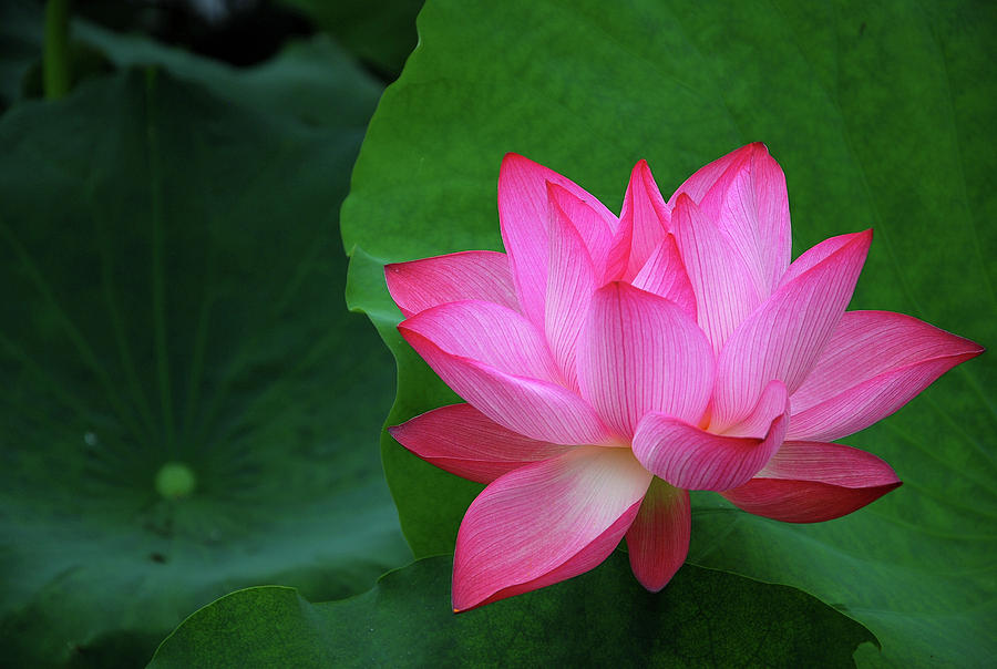 Blossoming lotus flower closeup #15 Photograph by Carl Ning
