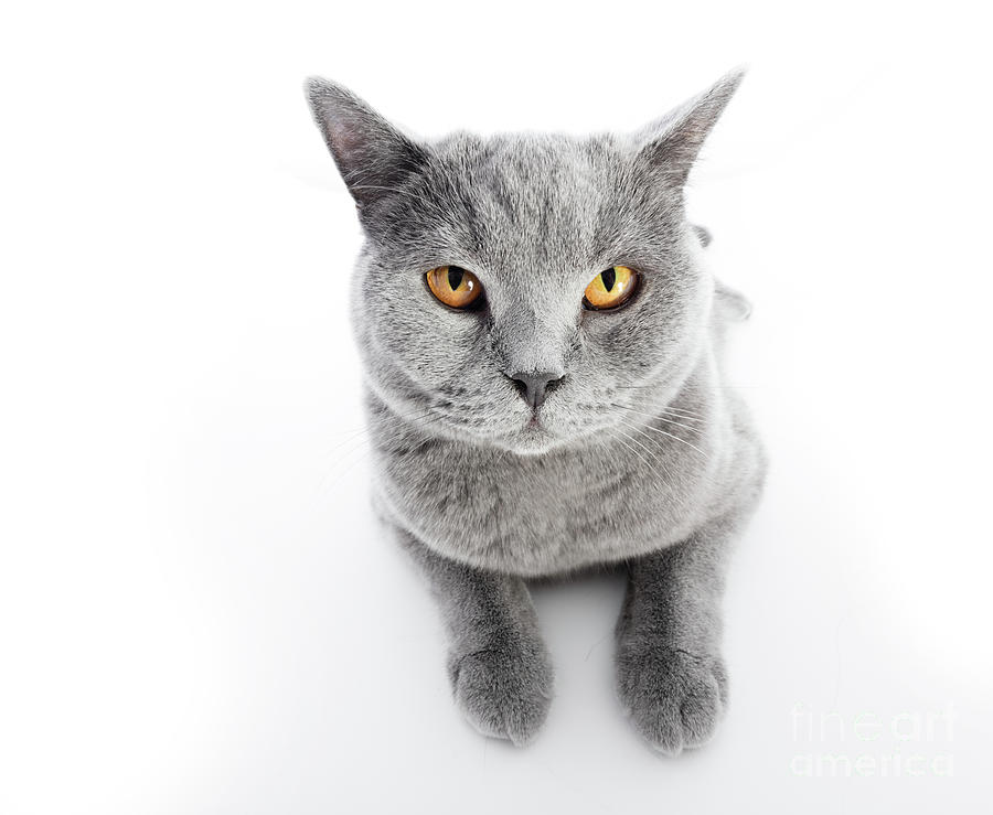 British Shorthair cat isolated on white. Lying #15 Photograph by Michal Bednarek