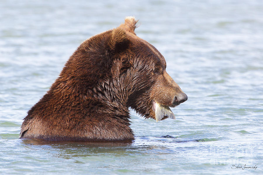 Brown Bear #15 Photograph by Steve Javorsky