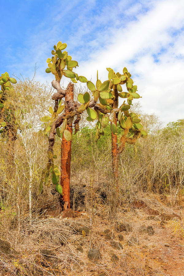 Cactus trees in Galapagos islands #15 Photograph by Marek Poplawski