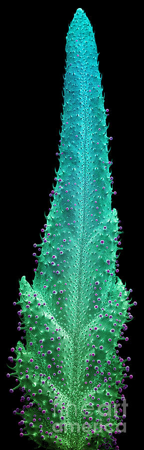 Cannabis Leaf SEM #15 Photograph by Ted Kinsman