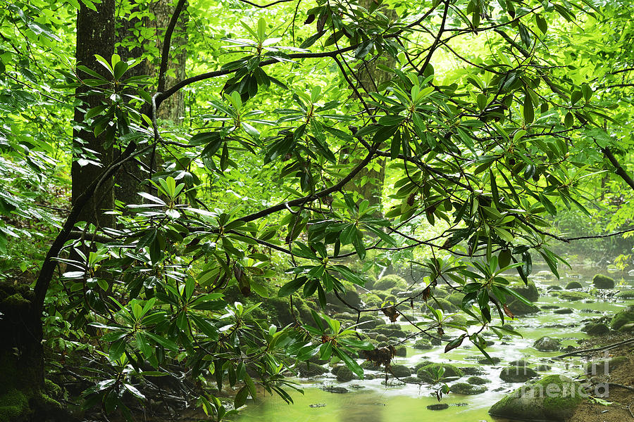 Cranberry Wilderness #15 Photograph by Thomas R Fletcher