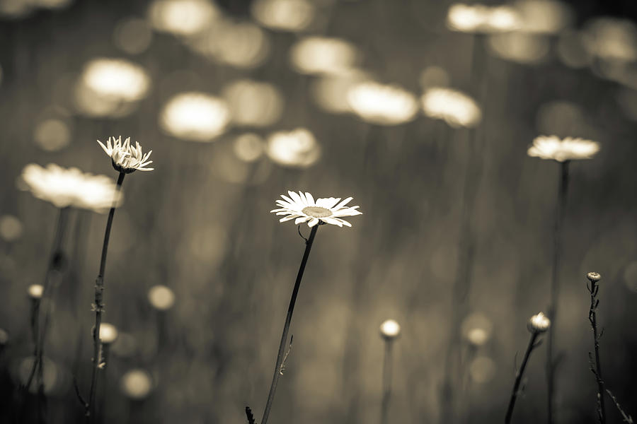 Daisy Flower Bloom On A Meadow In Summer #15 Photograph by Alex Grichenko