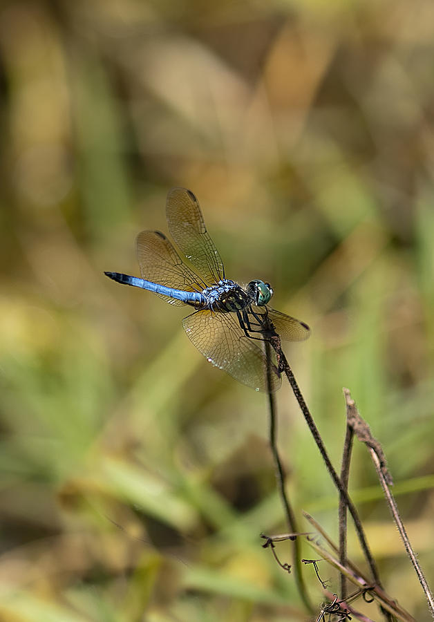 Dragonfly #15 Photograph by Gouzel -