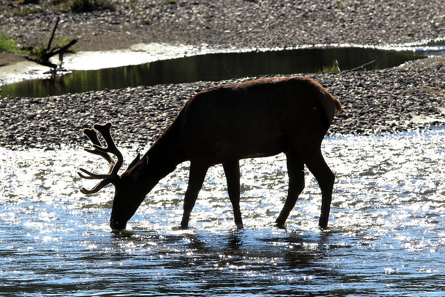 Elk Yellowstone USA #15 Photograph by Bob Savage