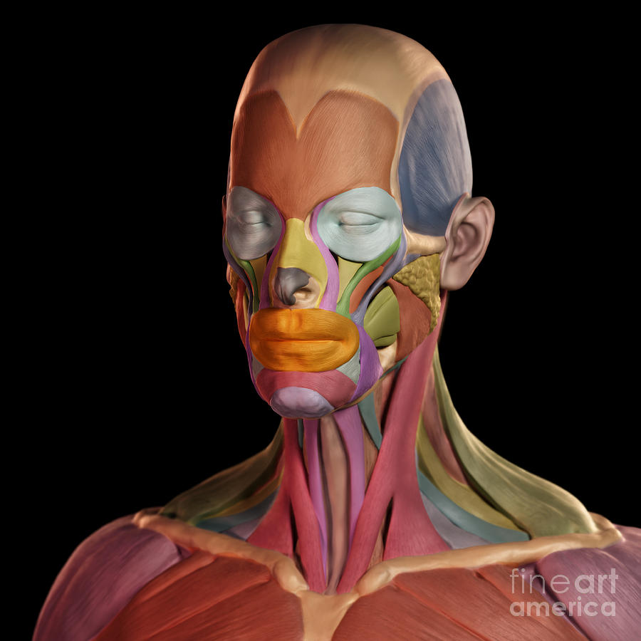 Facial Muscles #15 Photograph by Science Picture Co