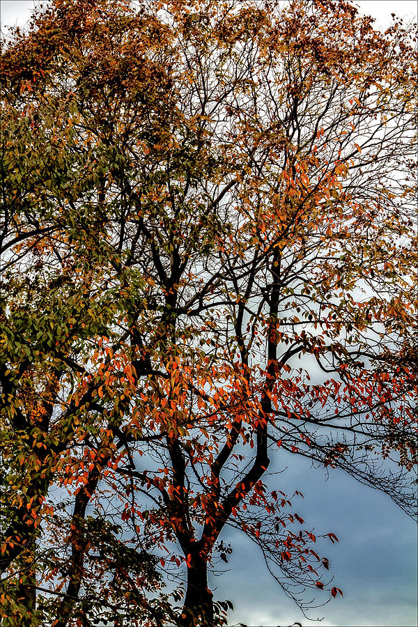 Fall Leaves #15 Photograph by Robert Ullmann